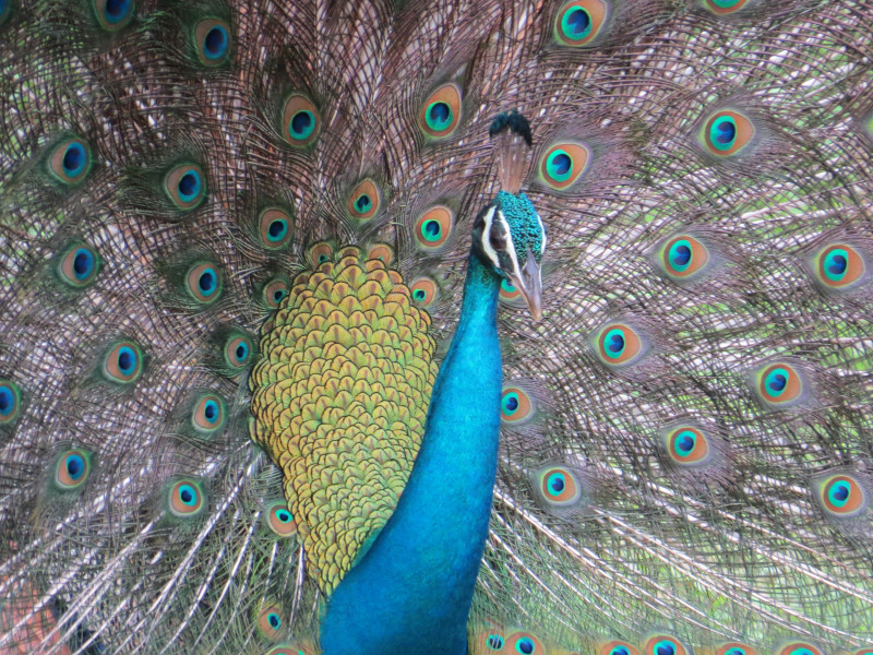 Blauer Pfau 1